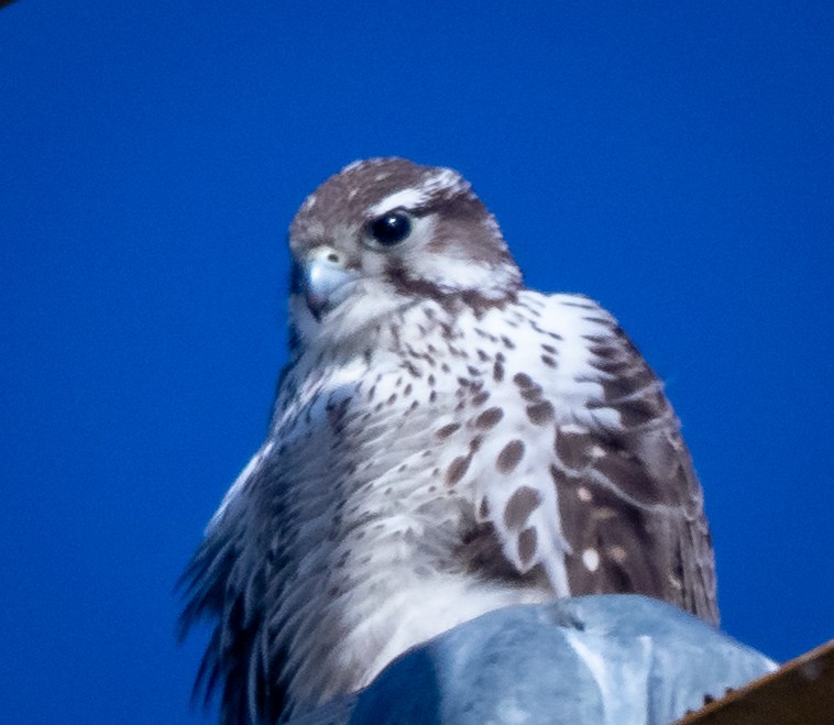 Prairie Falcon - ML419785871