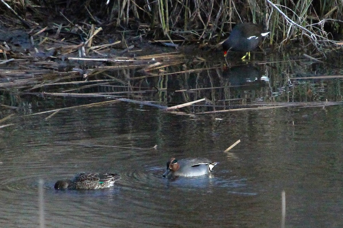 Green-winged Teal - ML419785961