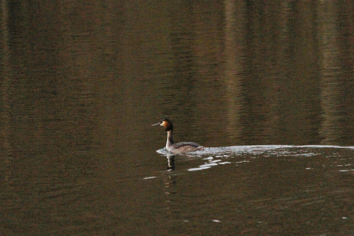 Great Crested Grebe - Olivier Lannoy