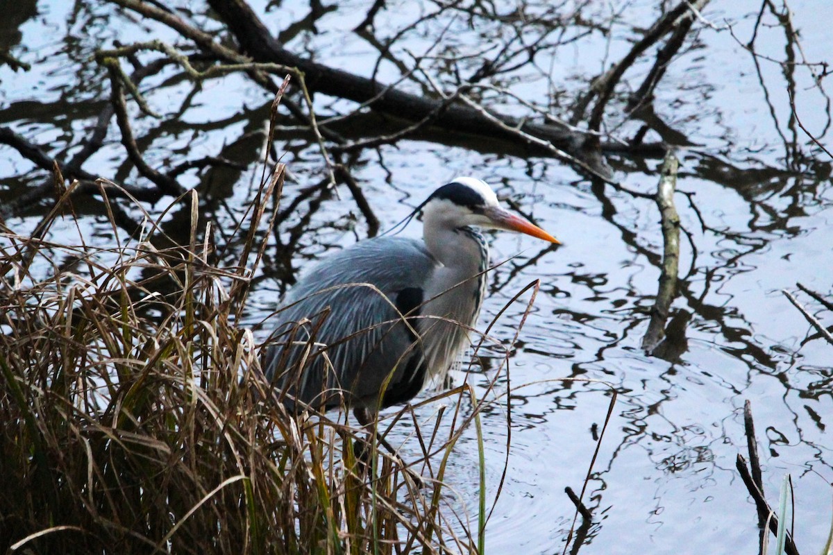 Gray Heron - ML419786241