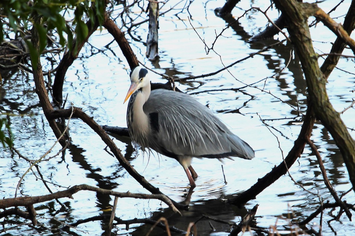 Gray Heron - ML419786251