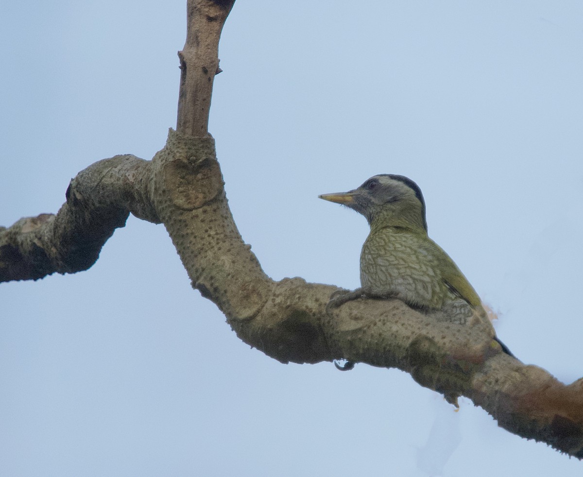 Streak-throated Woodpecker - ML419787861