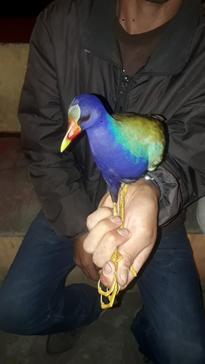 Purple Gallinule - FRANKLIN DIAS