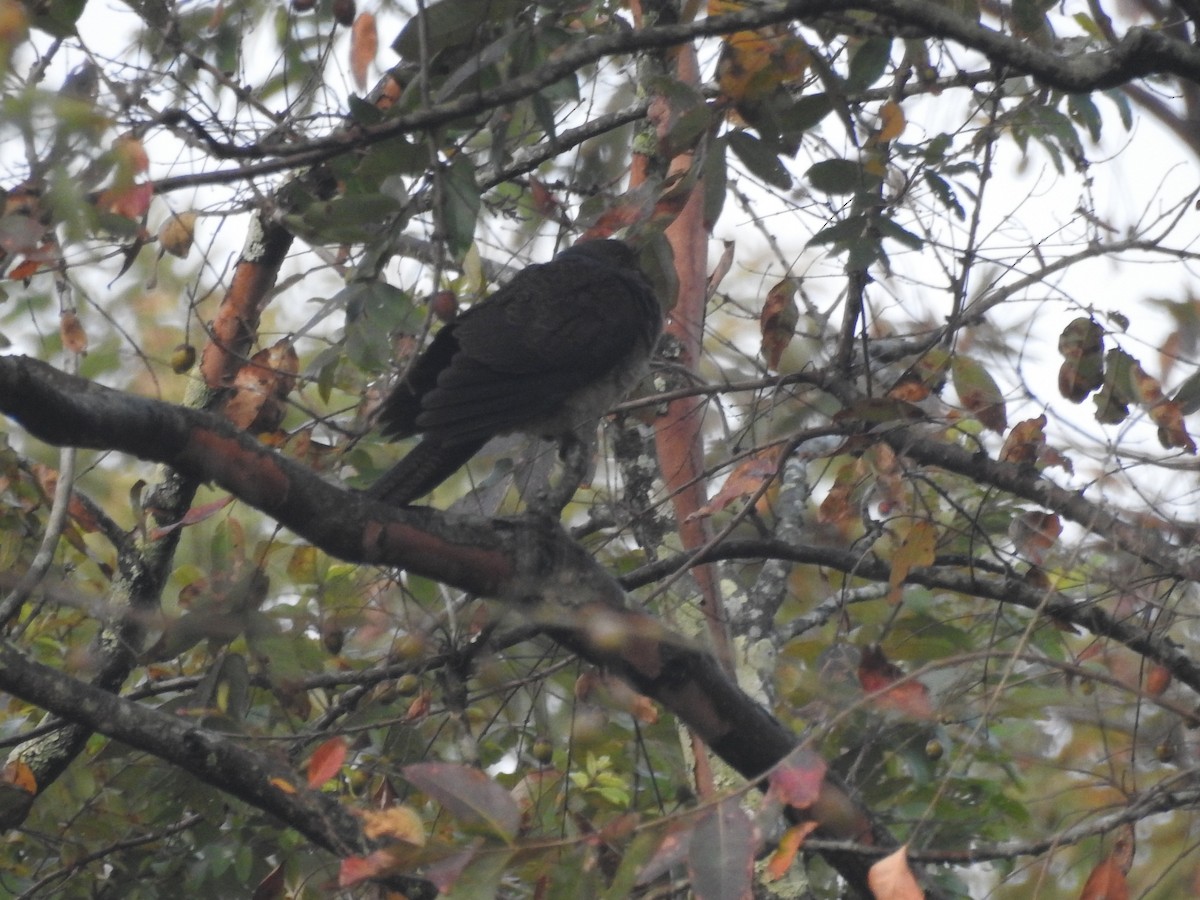 Barred Cuckoo-Dove - ML419790051