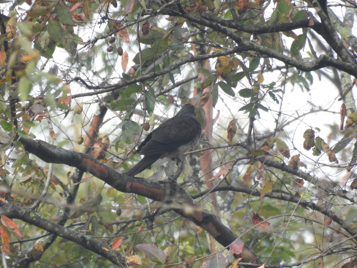 Barred Cuckoo-Dove - ML419790071