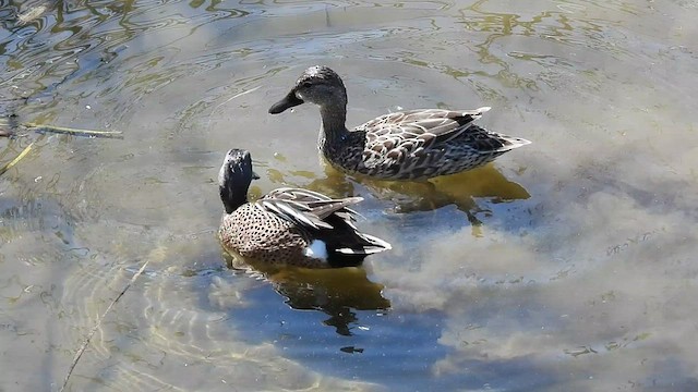 Blue-winged Teal - ML419790471