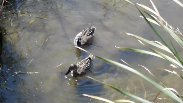 Blue-winged Teal - ML419791211