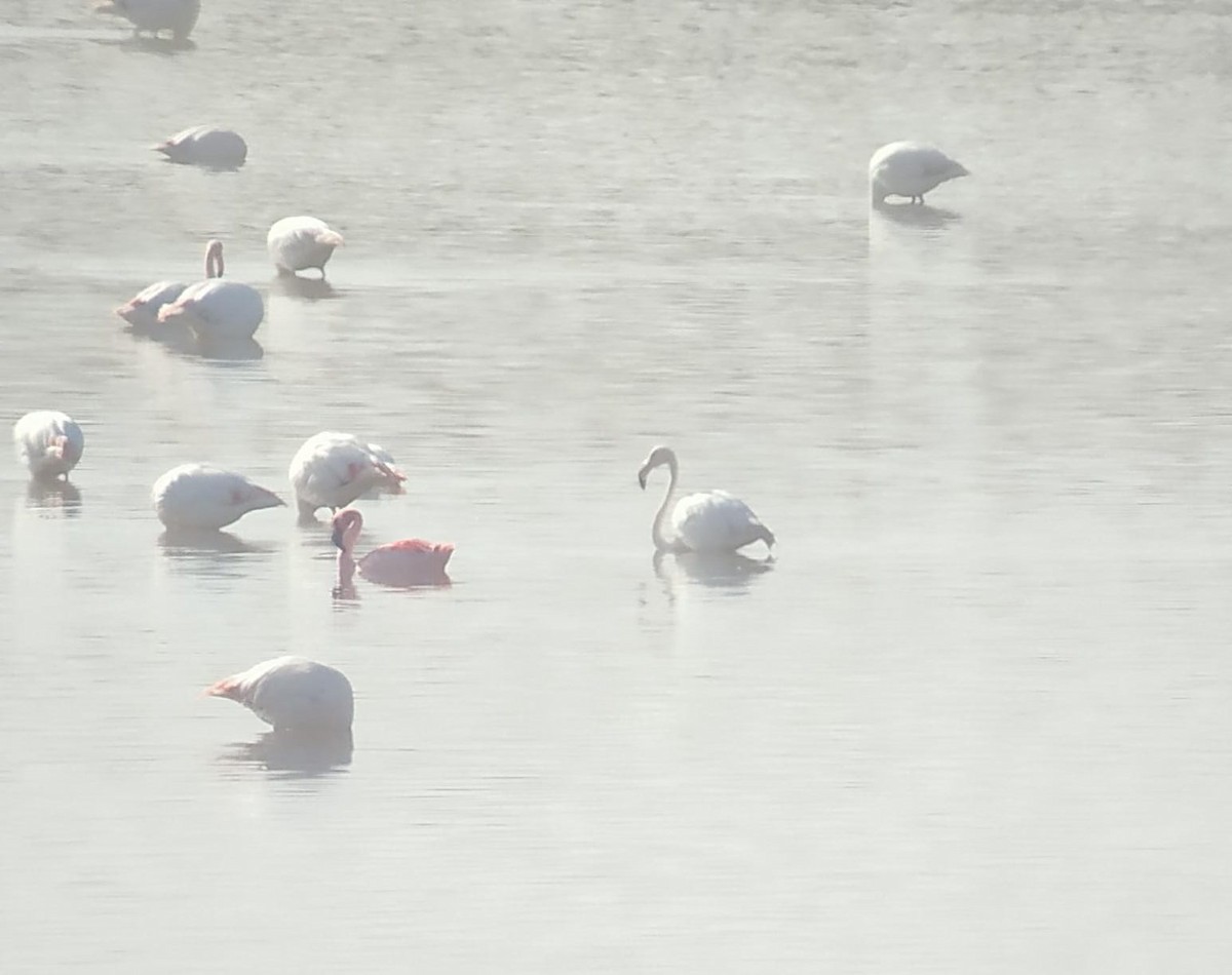 Lesser Flamingo - ML419793541