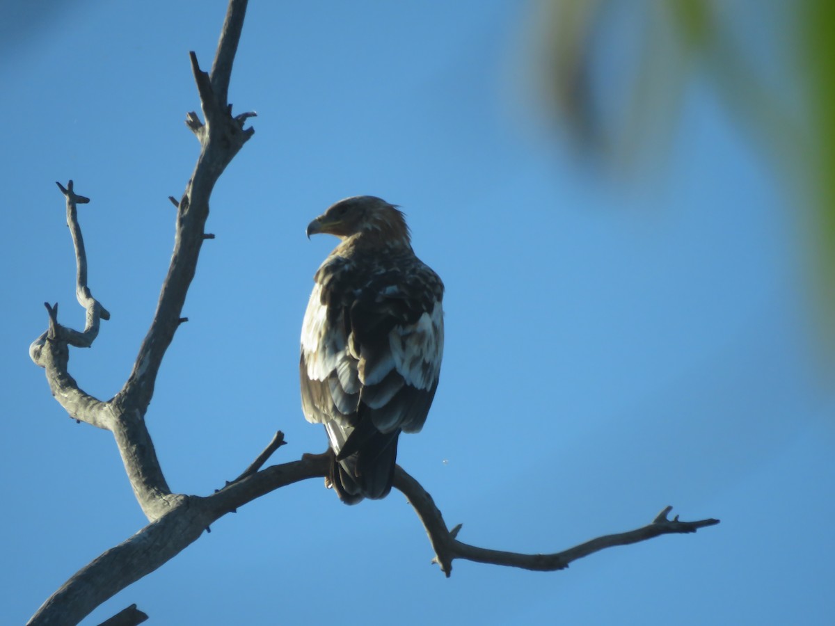 Greater Spotted Eagle - ML419794631