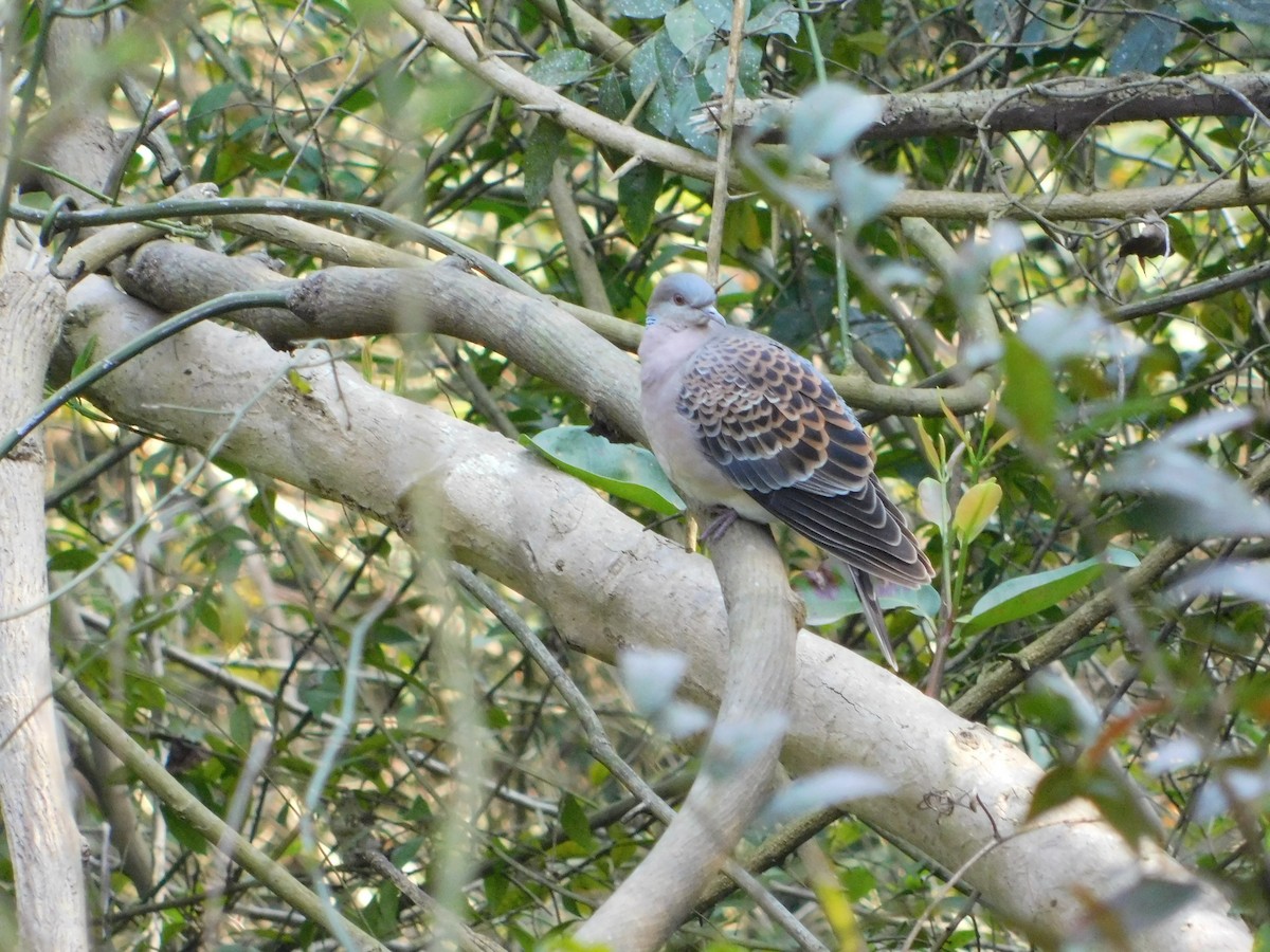 Oriental Turtle-Dove - ML419796101