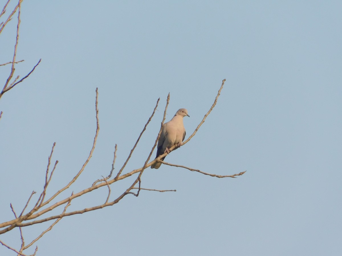 Eurasian Collared-Dove - Amarjeet Kaur