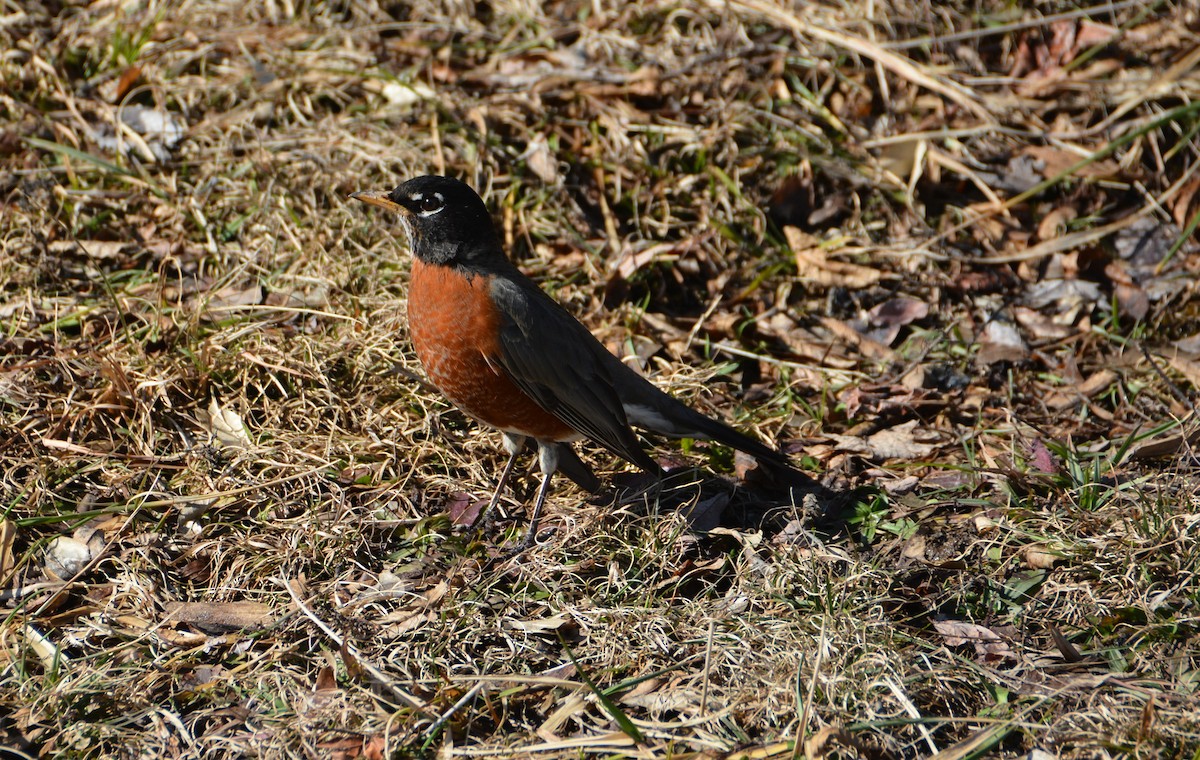 American Robin - ML419797581