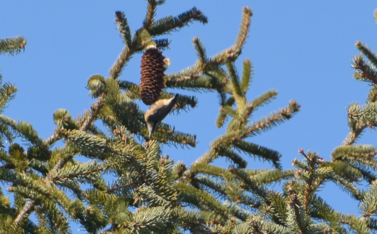 Red-breasted Nuthatch - ML419797611