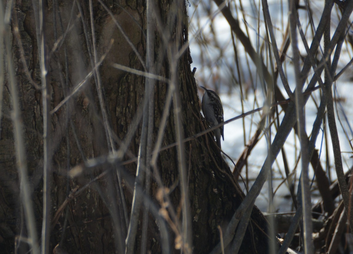 Brown Creeper - ML419797631