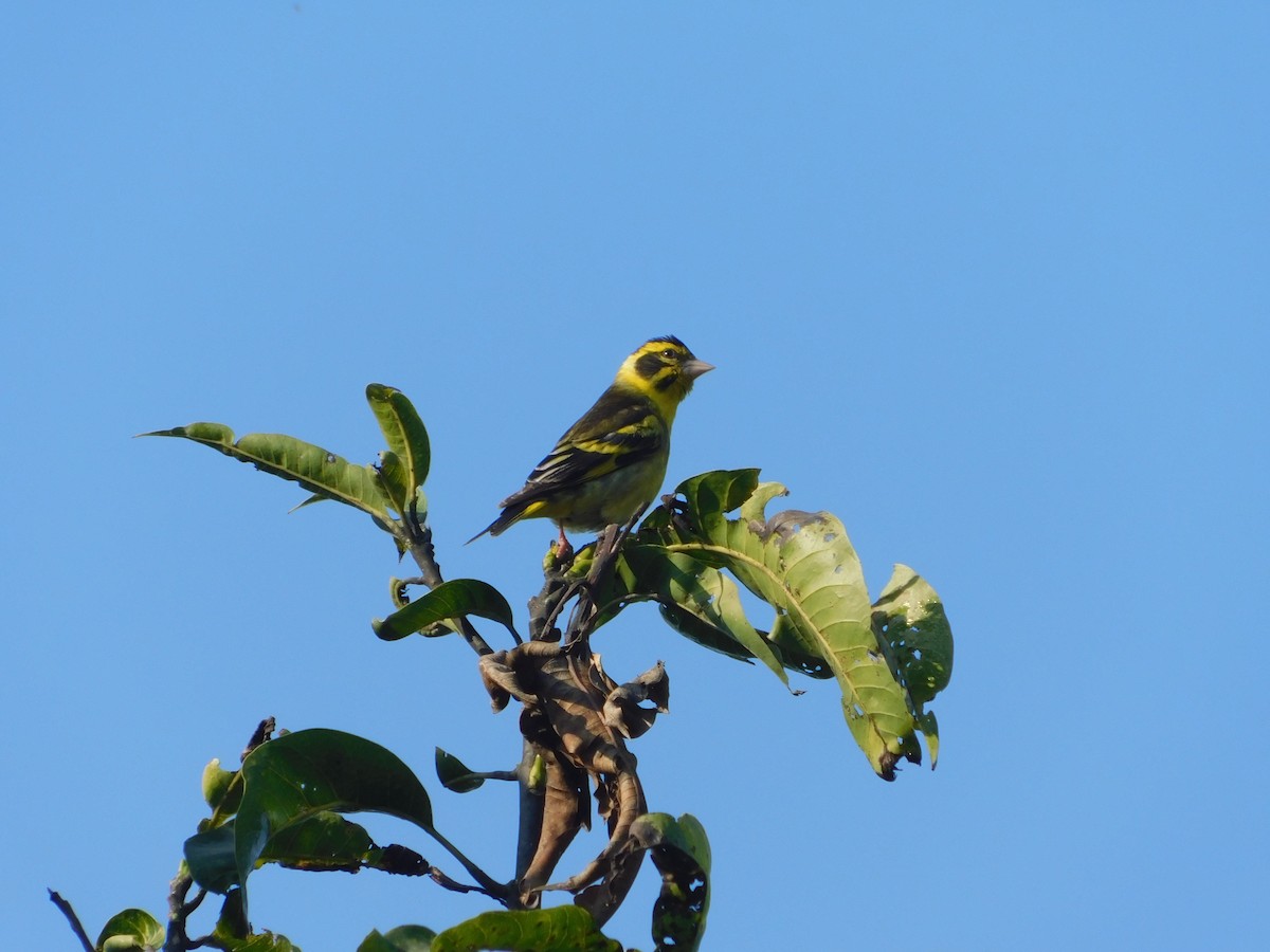 Yellow-breasted Greenfinch - Amarjeet Kaur