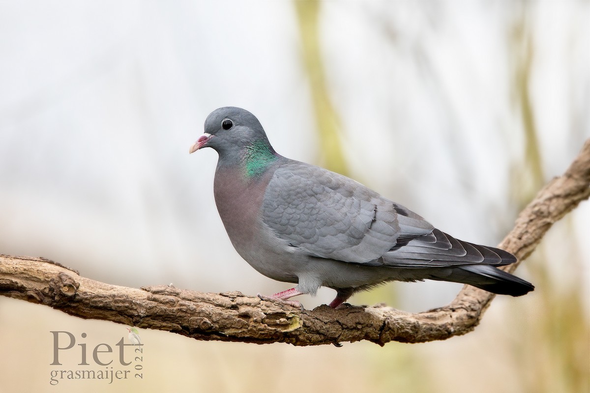 Stock Dove - ML419798571