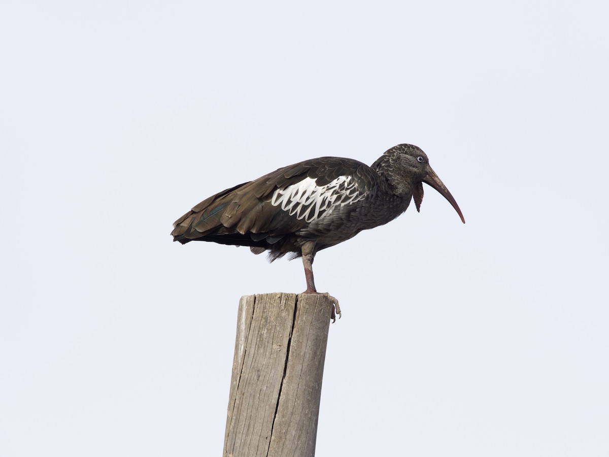 ibis etiopský - ML419799441
