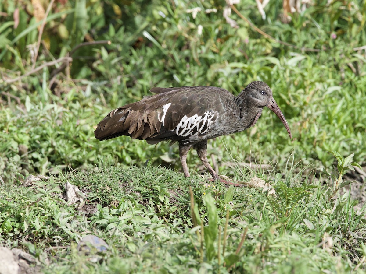 ibis etiopský - ML419799491