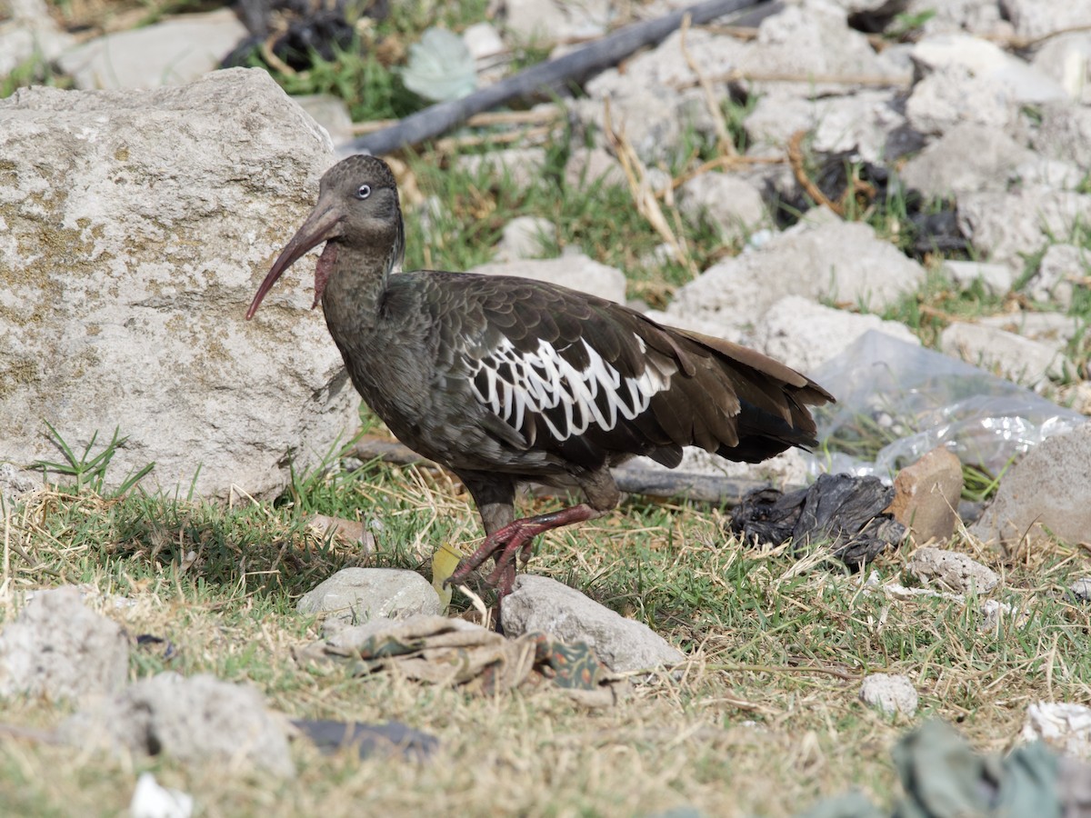 ibis etiopský - ML419799501