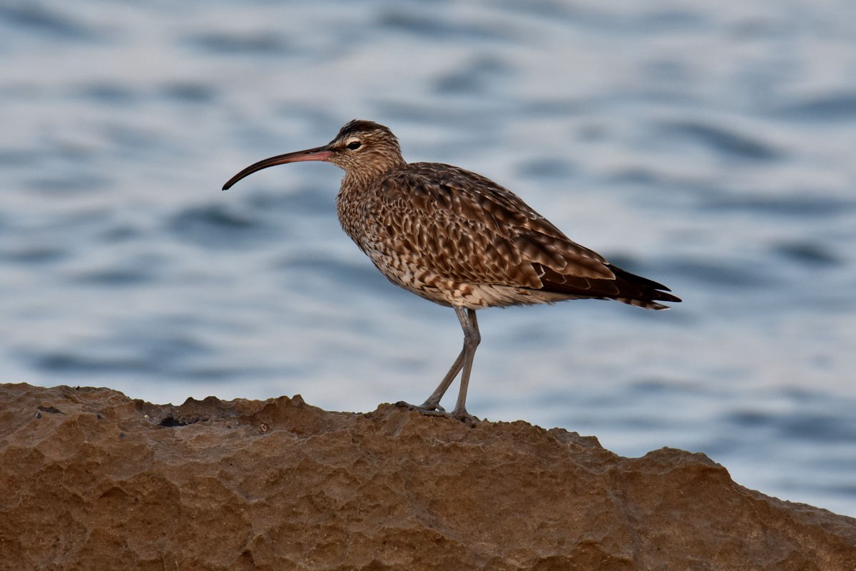 Whimbrel - ML419802391