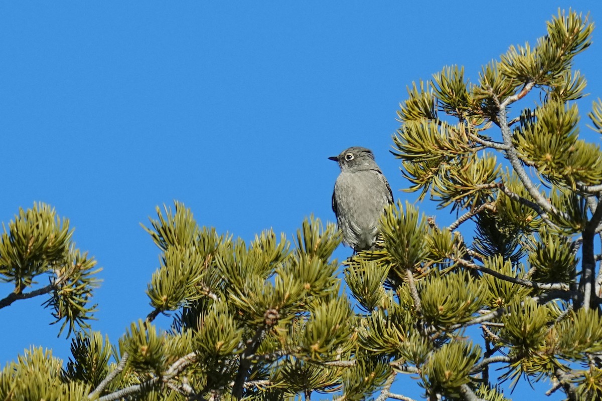 Townsend's Solitaire - ML419802491