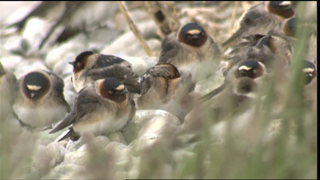 Cliff Swallow - ML419803