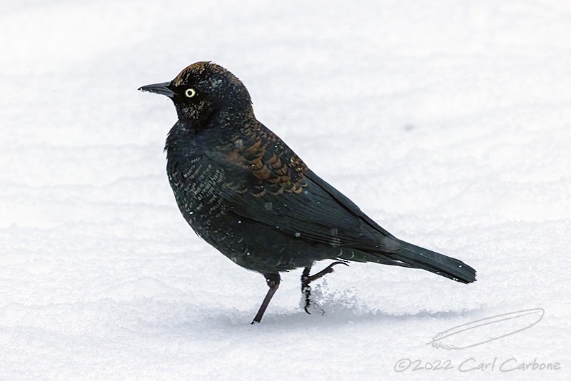 Rusty Blackbird - Carl Carbone
