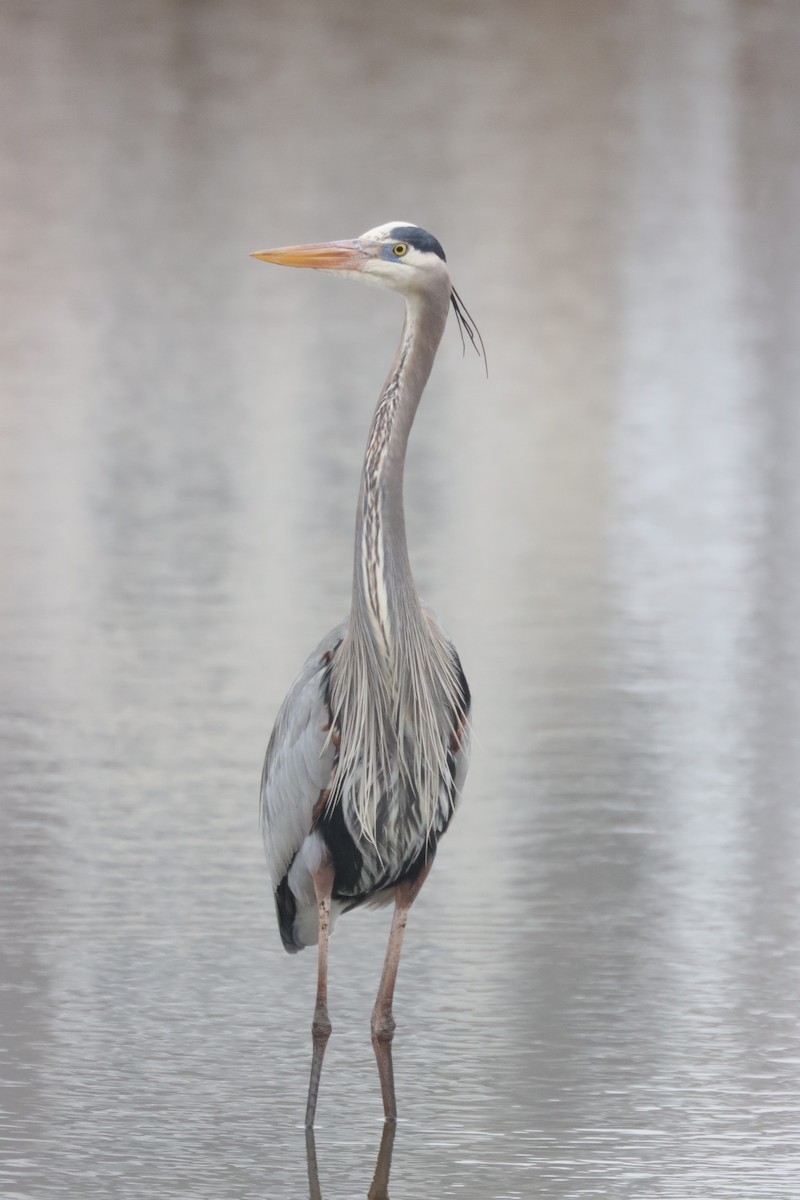 Great Blue Heron - ML419804541