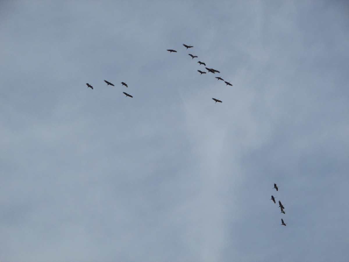 Sandhill Crane - ML419804791