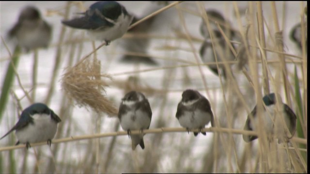 Bank Swallow - ML419805