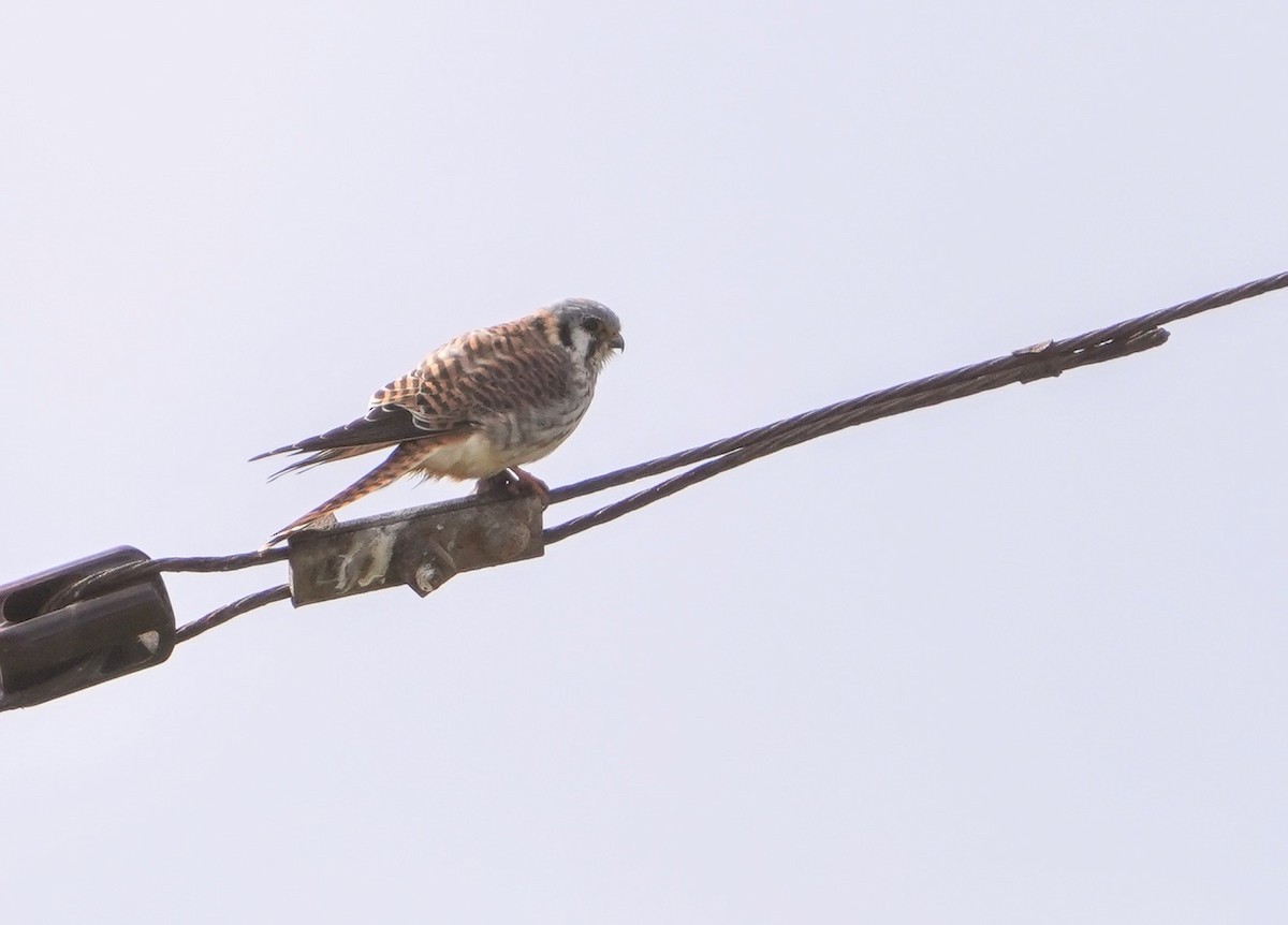 American Kestrel - ML419806151