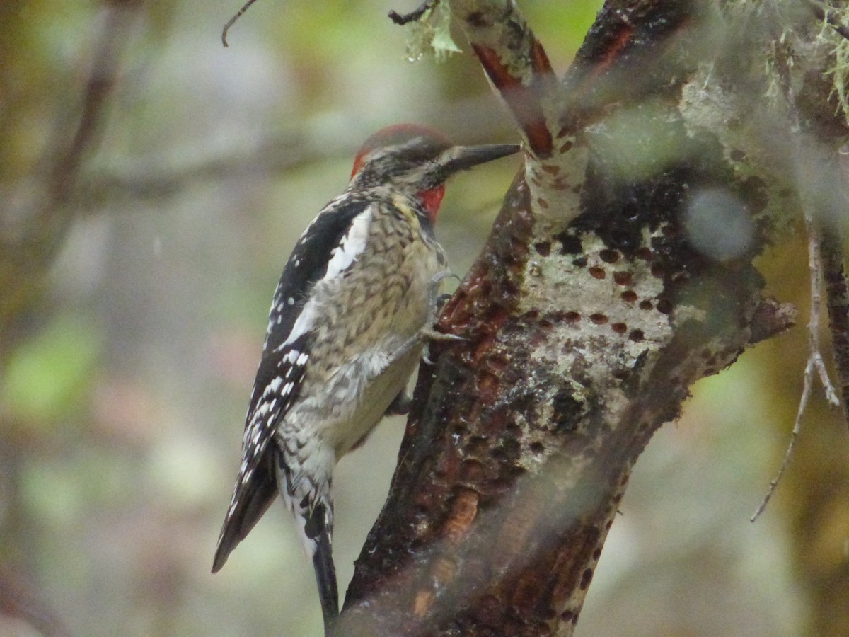 Red-naped Sapsucker - ML41980621
