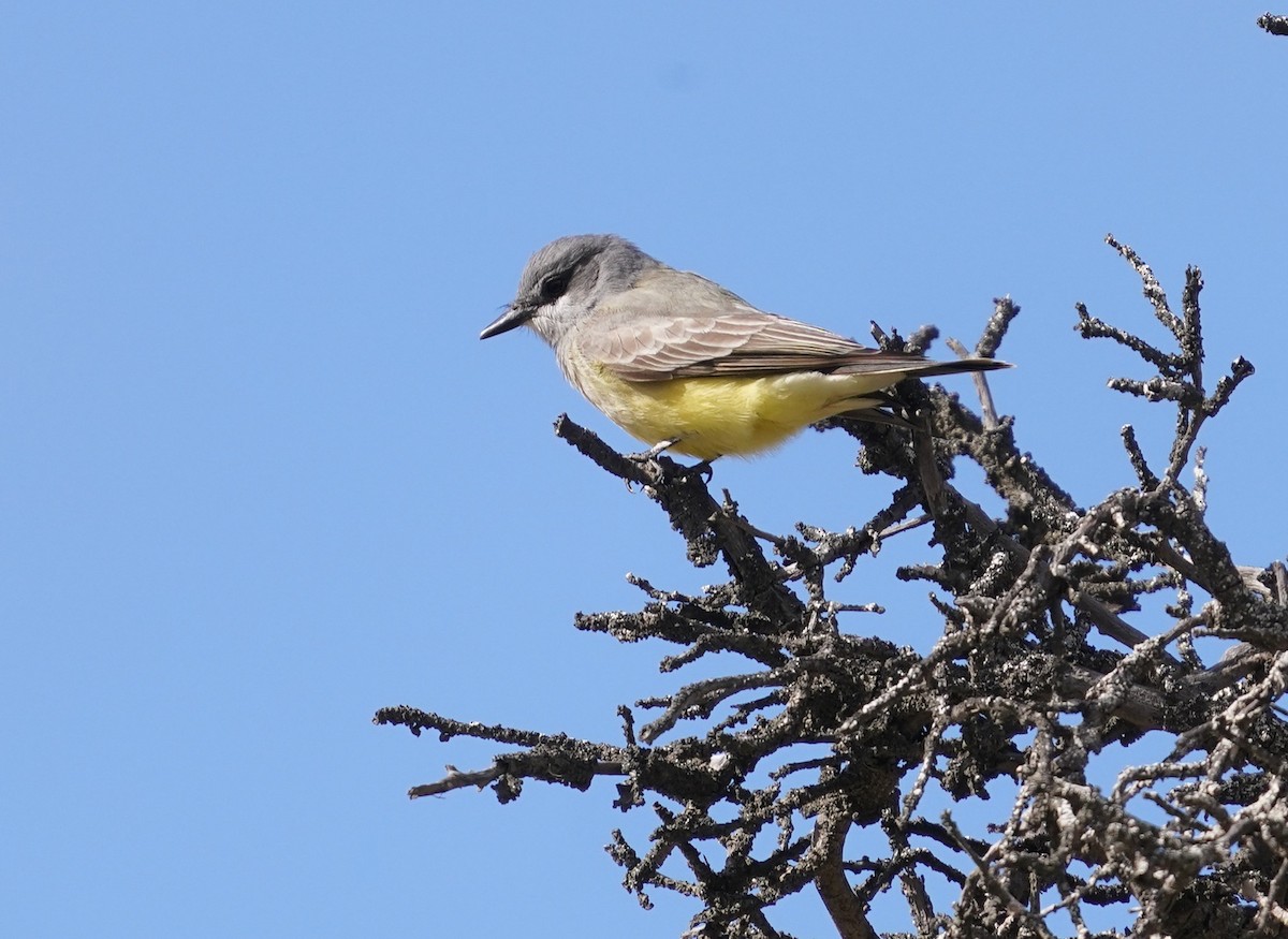 Cassin's Kingbird - ML419806281