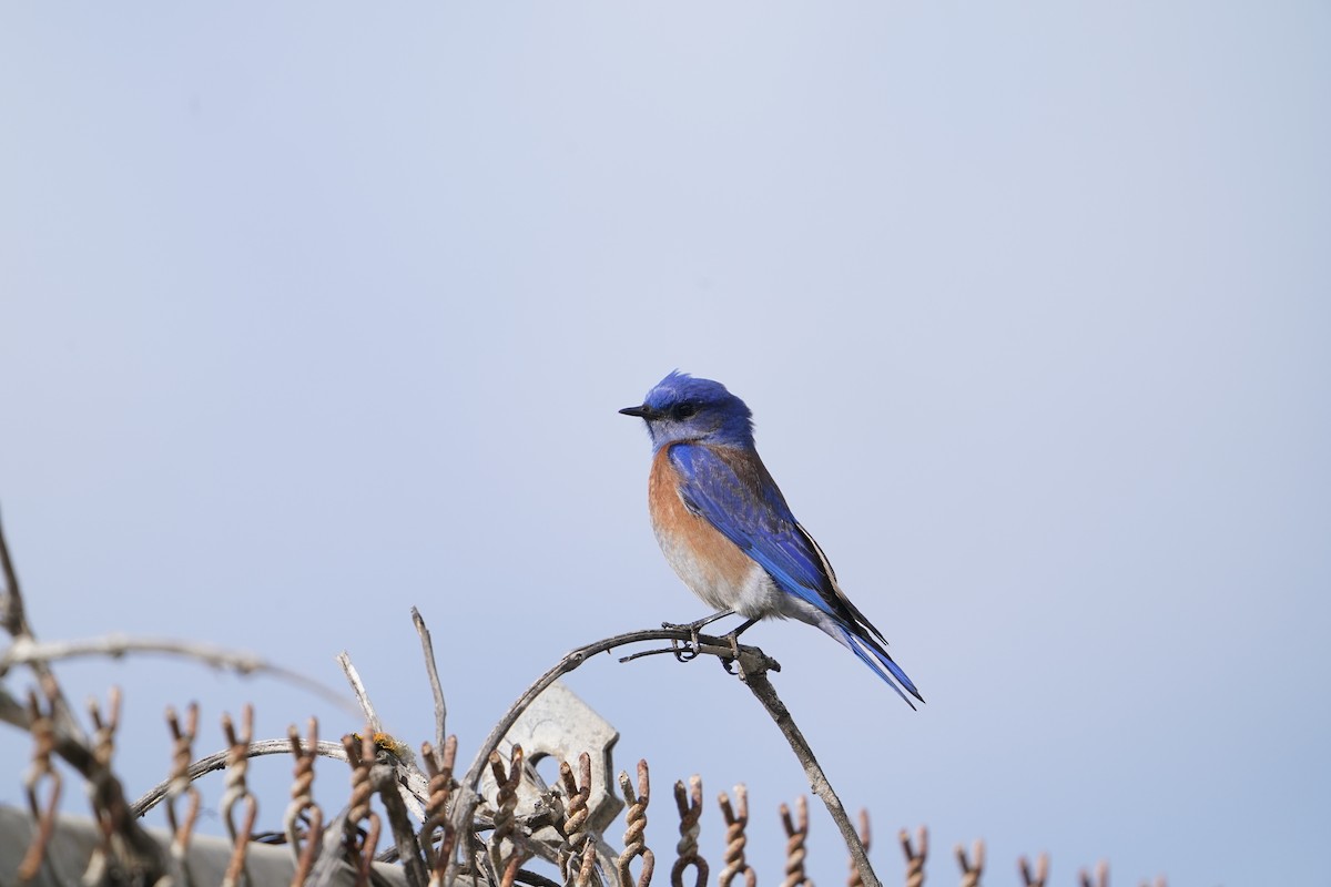 Western Bluebird - ML419806351