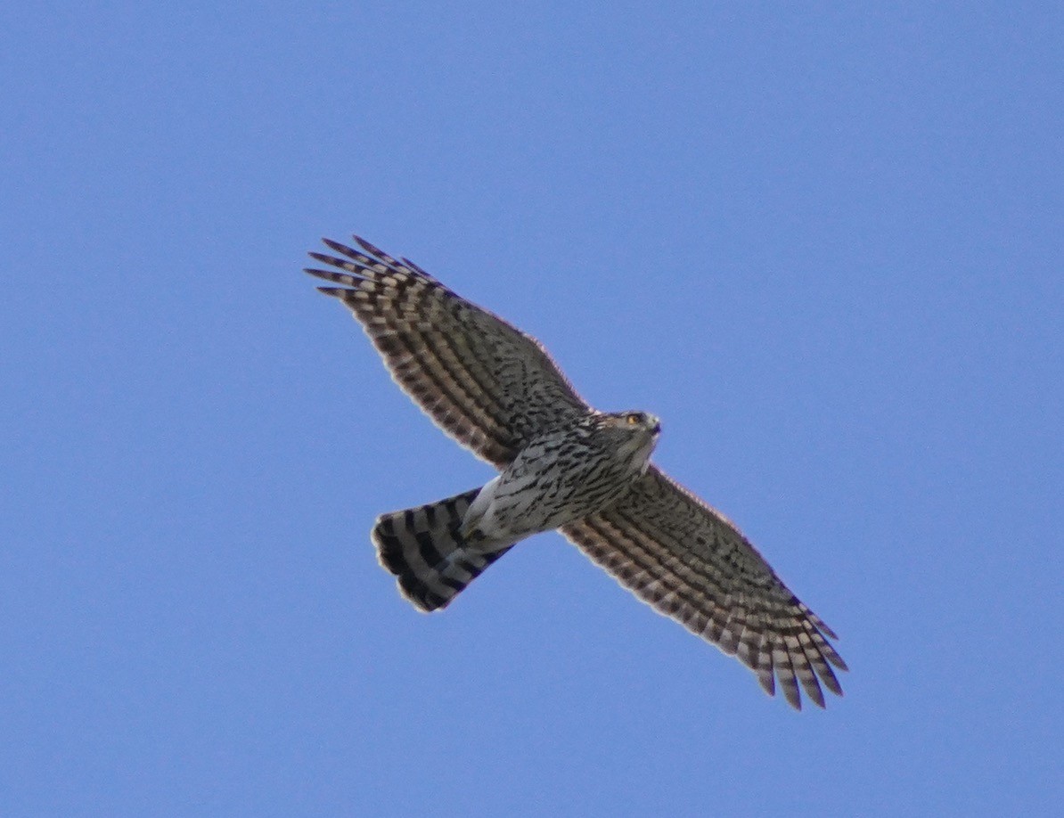 Cooper's Hawk - ML419806461