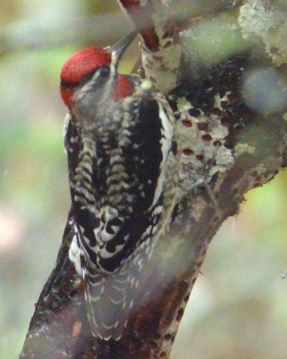 Red-naped Sapsucker - ML41980651