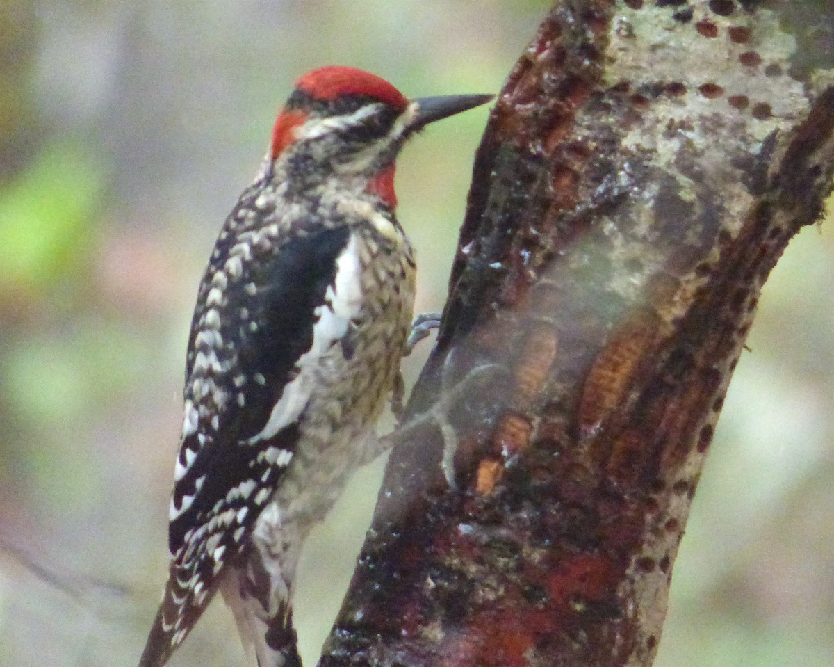 Red-naped Sapsucker - ML41980661