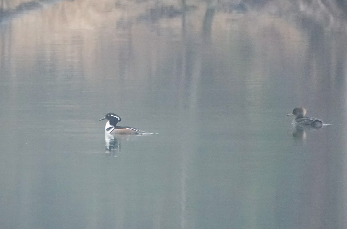 Hooded Merganser - ML419806701