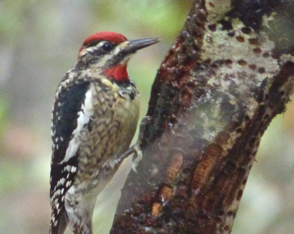 Red-naped Sapsucker - ML41980671