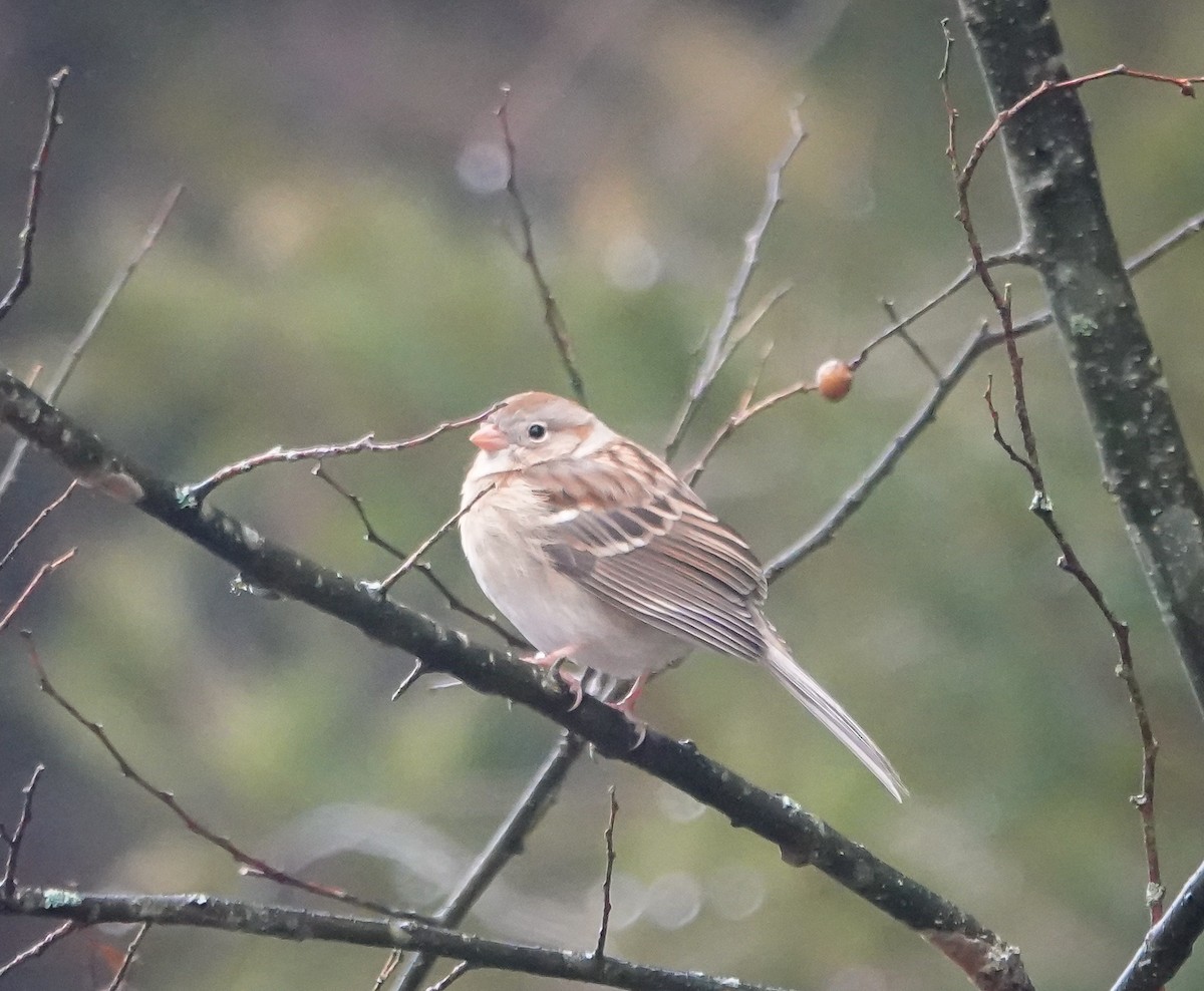 Field Sparrow - ML419806711