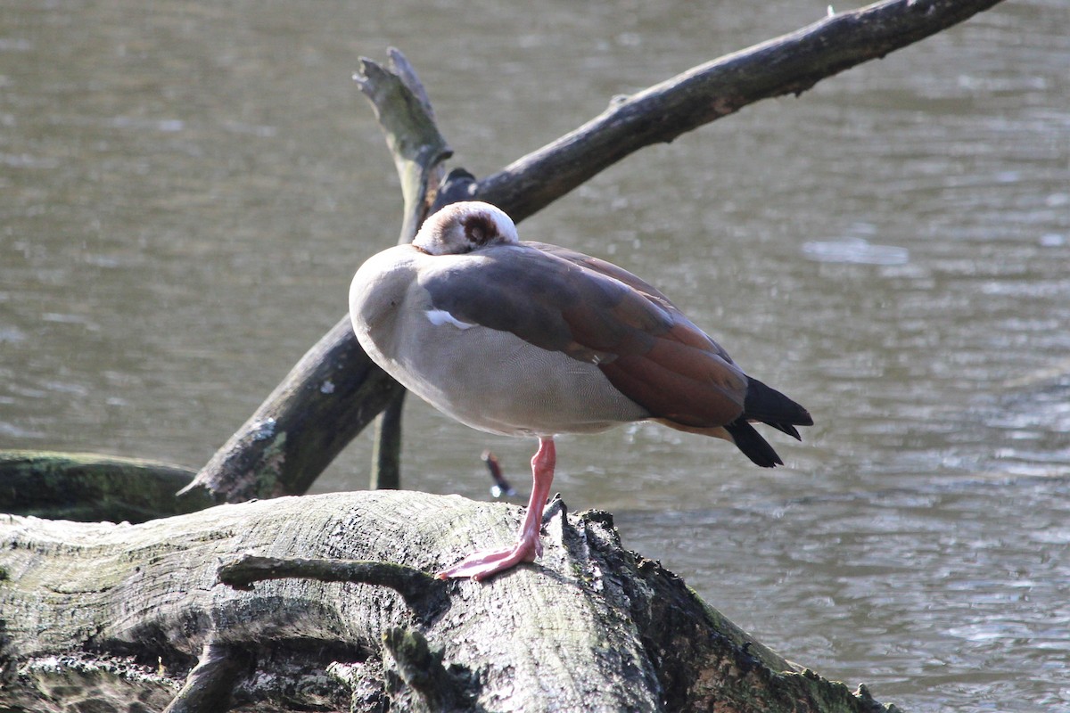 Egyptian Goose - Olivier Lannoy