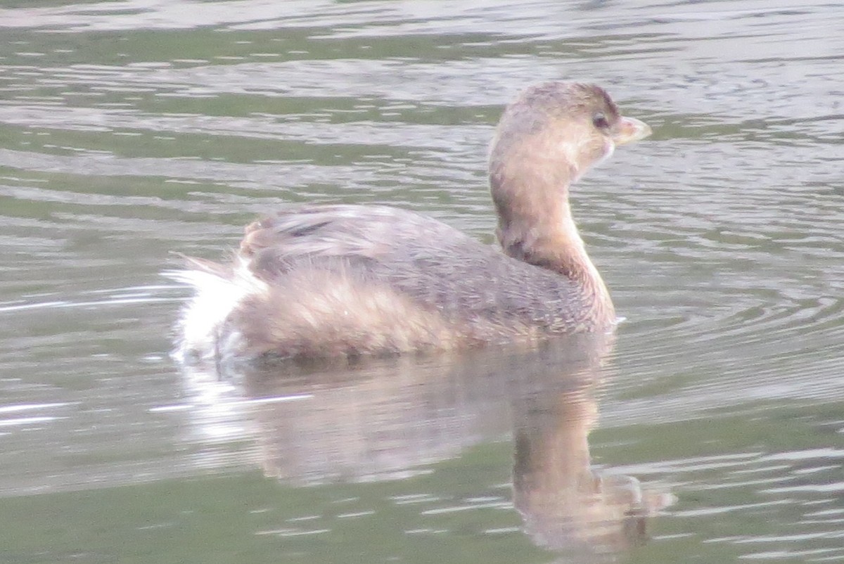 Pied-billed Grebe - ML41980701