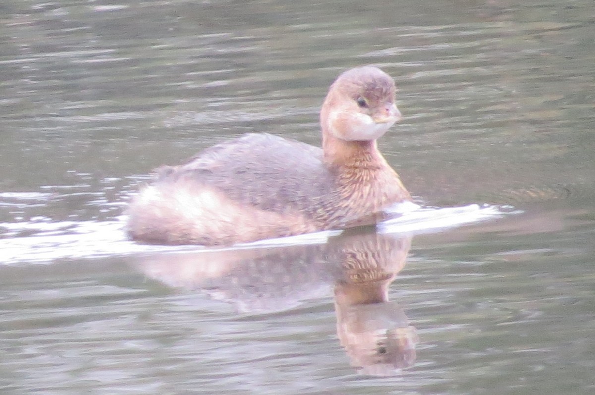 Pied-billed Grebe - ML41980721