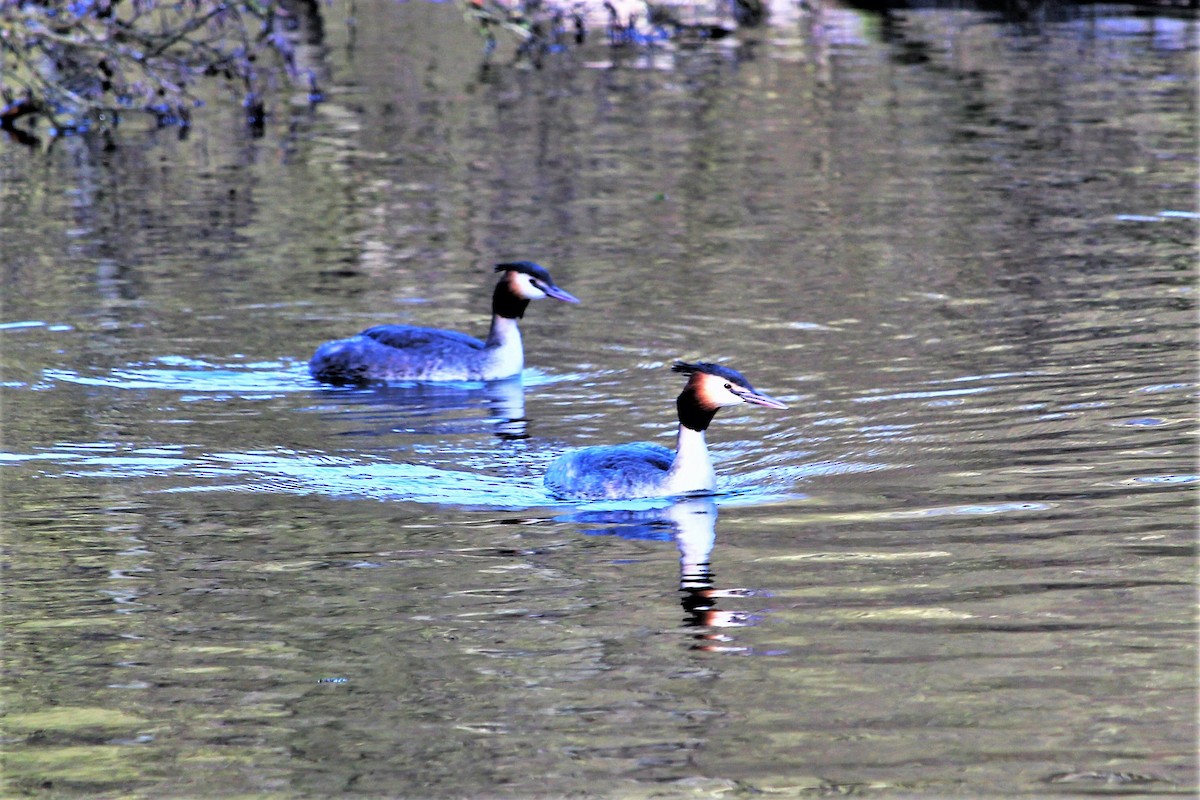 Great Crested Grebe - ML419807591