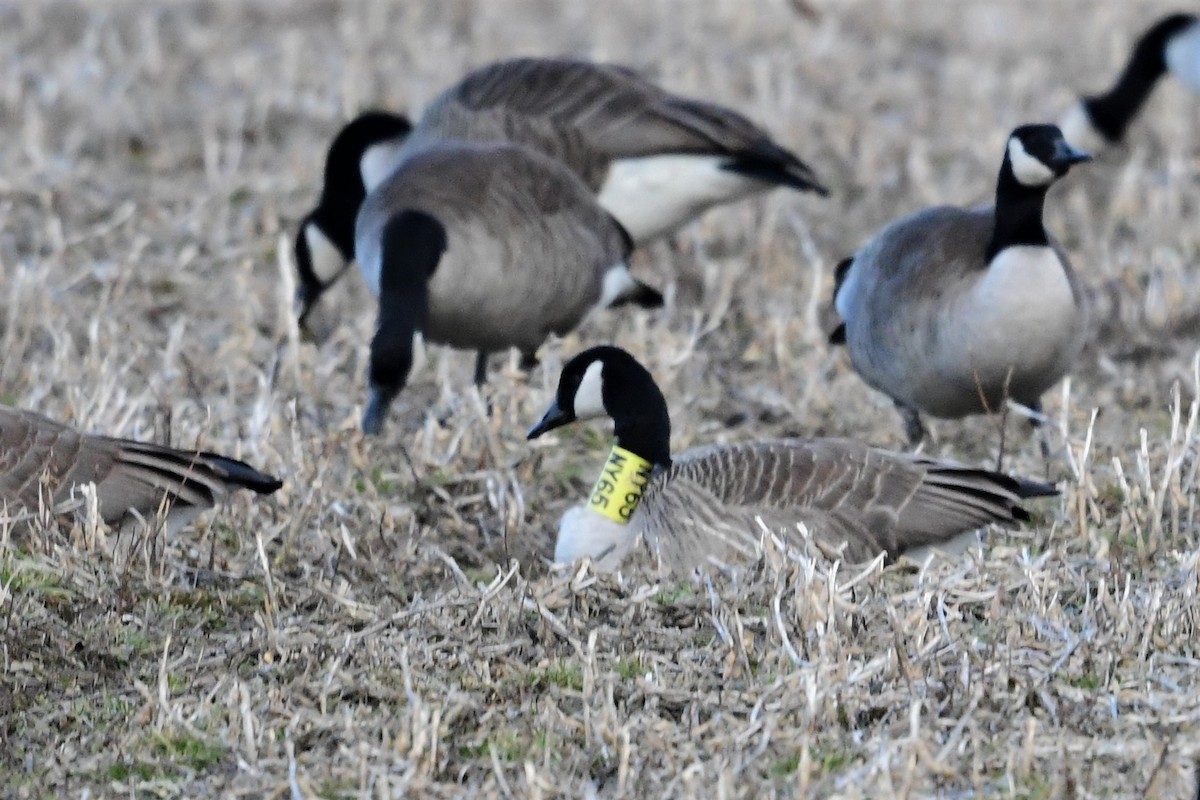 Canada Goose - ML419807891