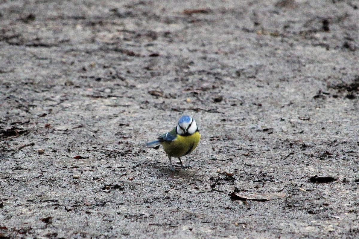 Eurasian Blue Tit - ML419807921