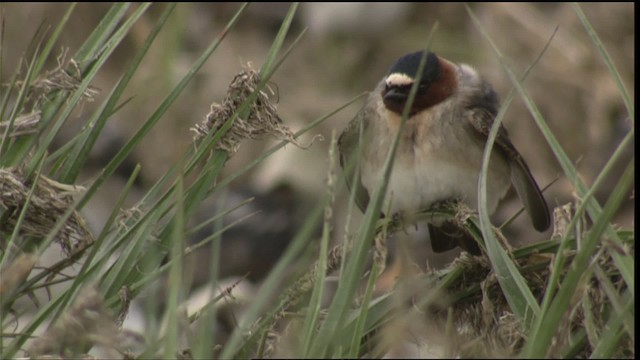 Cliff Swallow - ML419808