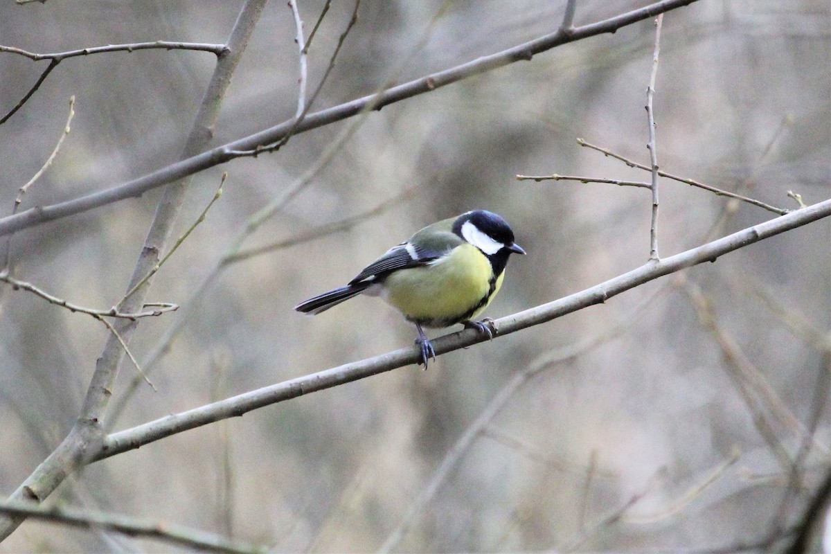 Mésange charbonnière - ML419808101