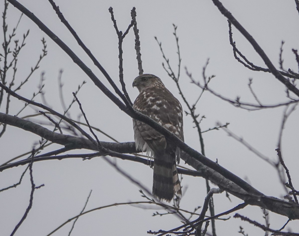 Cooper's Hawk - ML419808221