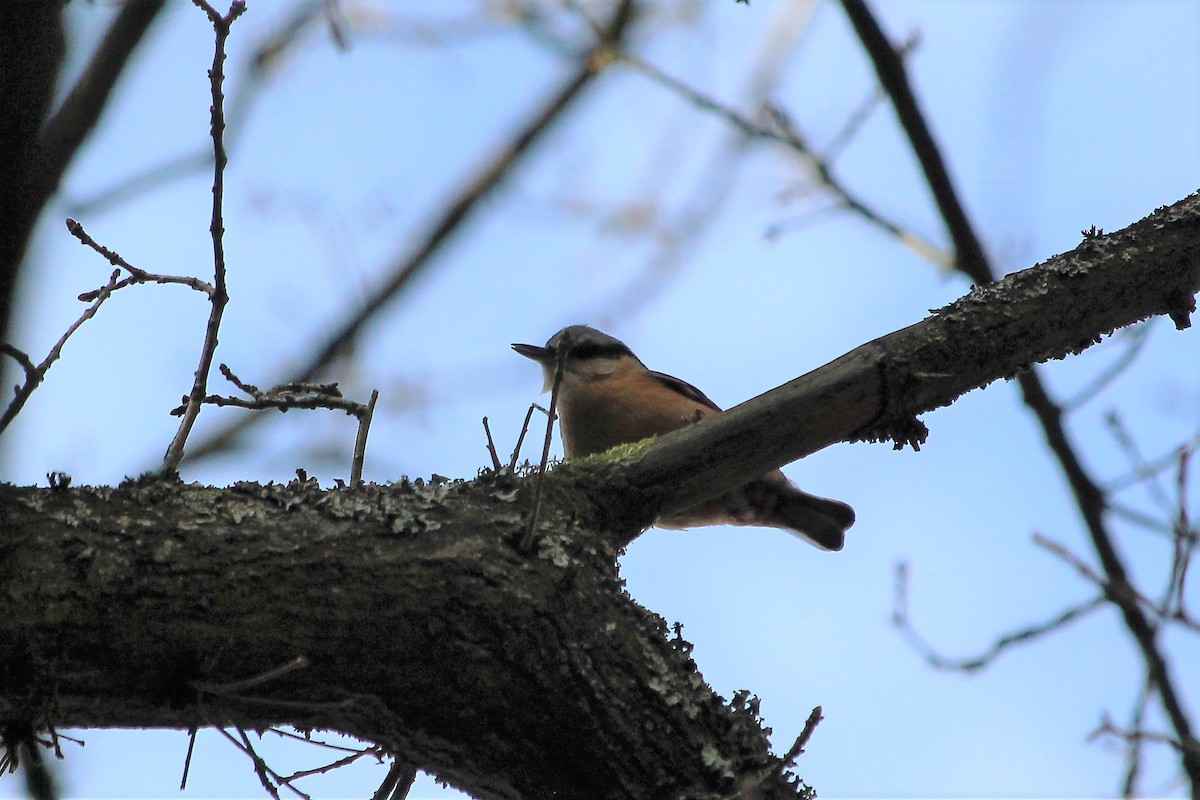 Eurasian Nuthatch - Olivier Lannoy